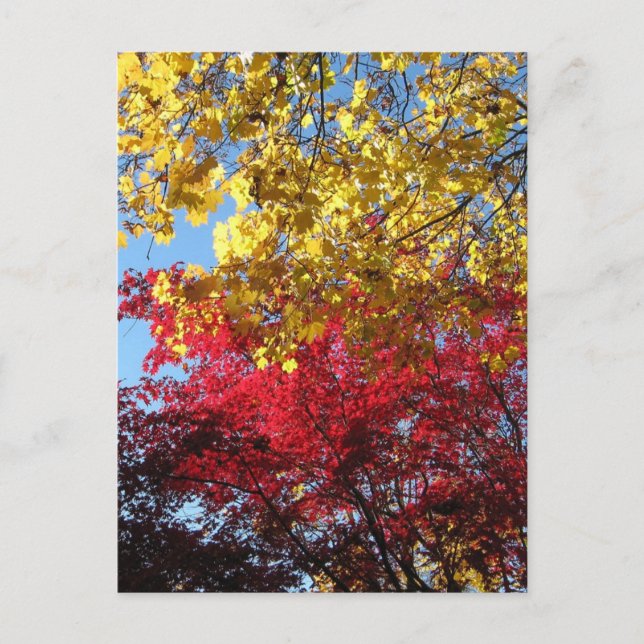 Brilliant Autumn Trees Postcard (Front)