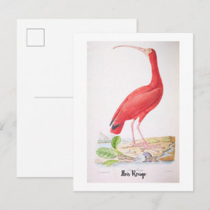 Brilliant birds of Brazil - Ibis Rouge Postcard