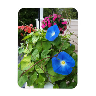 Brilliant Blue Morning Glories  Magnet