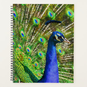 Brilliant Blue Peacock Planner