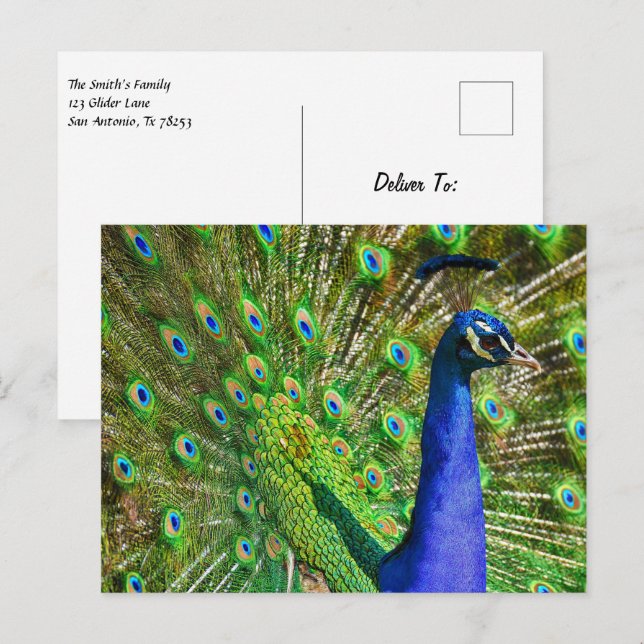 Brilliant Blue Peacock Postcard (Front/Back)