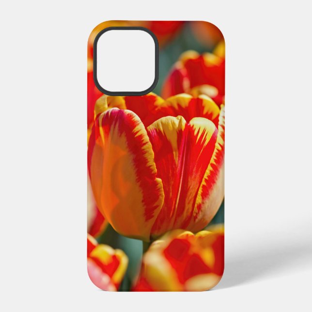Brilliant Colour Tulips iPhone Case (Back)