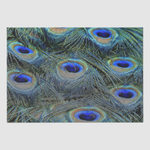 Brilliant Colours Peacock Feathers Blue Gold Tissue Paper