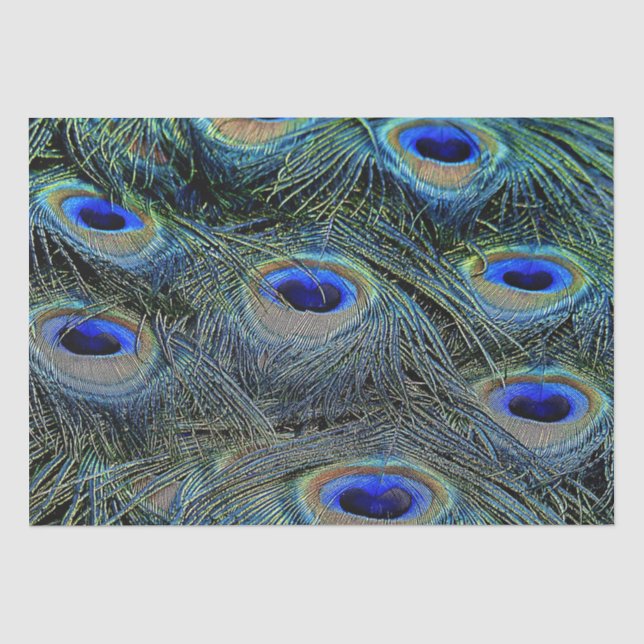 Brilliant Colours Peacock Feathers Blue Gold Tissue Paper (Front)