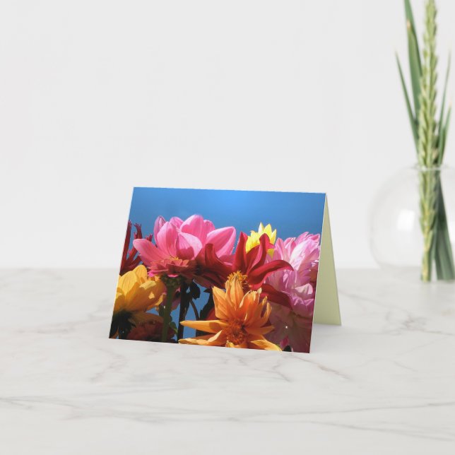 Brilliant Dahlias Merci (Devant)