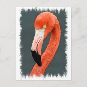 Brilliant Flamingo Postcard