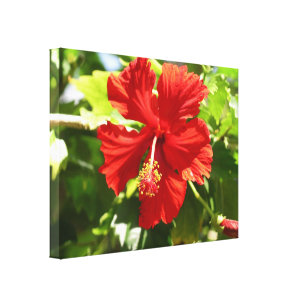 Brilliant Red Hibiscus Flower Canvas Print