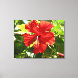 Brilliant Red Hibiscus Flower Canvas Print