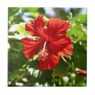 Brilliant Red Hibiscus Tile