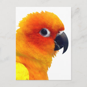 Brilliant Sun Conure Postcard