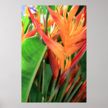 Brilliant Tropical Heliconia Florals
