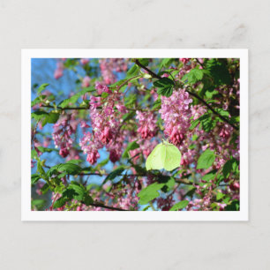 Brimstone Butterfly on a Flowering Currant Bush Postcard