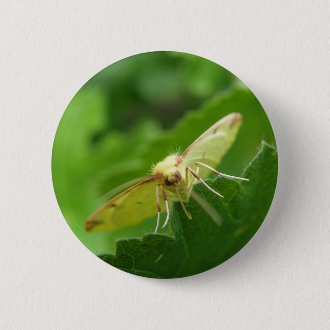 Brimstone Moth Button (Front)