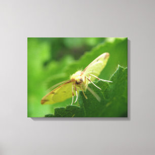 Brimstone Moth Canvas Print