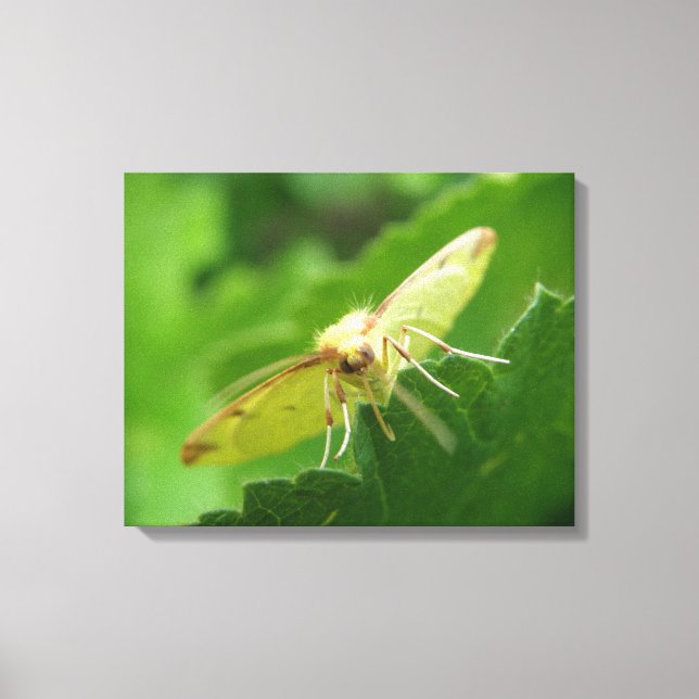 Brimstone Moth Canvas Print (Front)