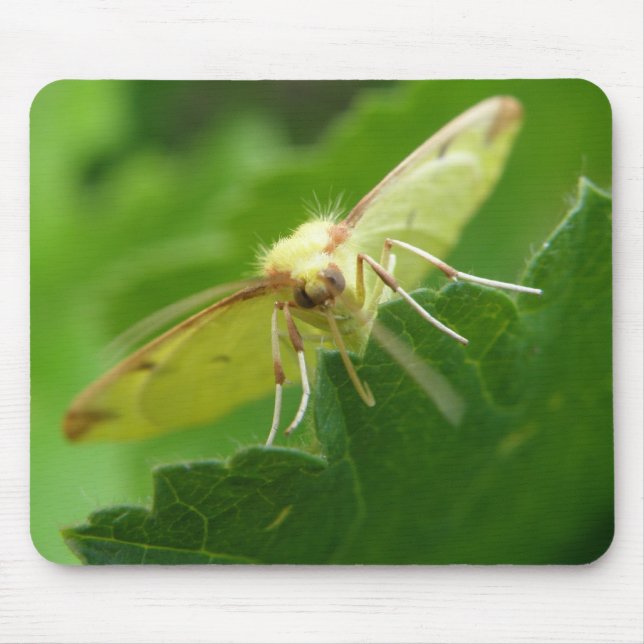Brimstone Moth Mousepad (Front)