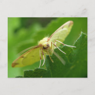 Brimstone Moth Postcard