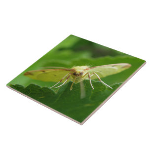 Brimstone Moth Tile