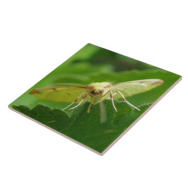 Brimstone Moth Tile (Side)