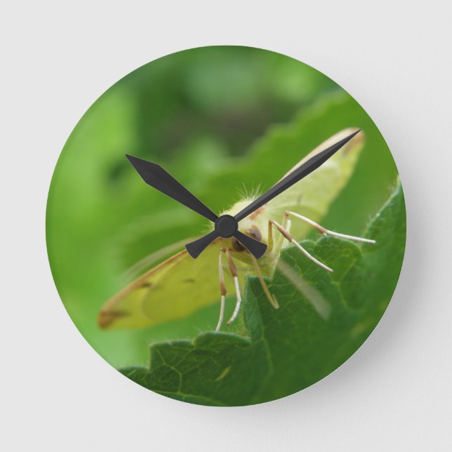 Brimstone Moth Wall Clock (Front)