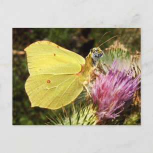 Brimstone tiger postcard