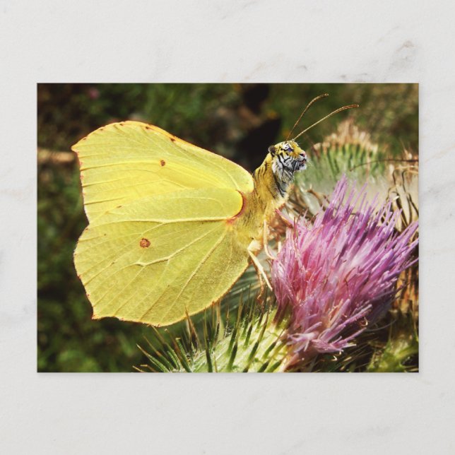 Brimstone tiger postcard (Front)