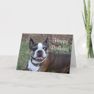 Brindle and white Boston terrier Card