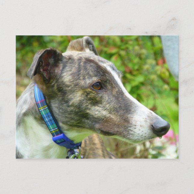 Brindle and white greyhound (a345) postcard (Front)