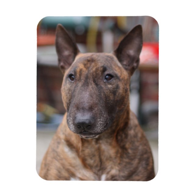 Brindle Anglais Bull Terrier Magnet (Vertical)