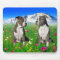 Brindle & Blue Staffordshire & Pit Bull Dogs