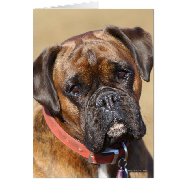 Brindle Boxer Chien (Devant)
