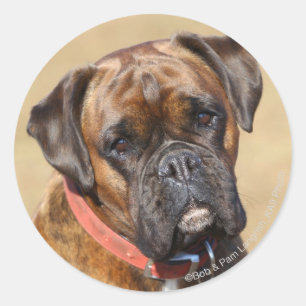 Brindle Boxer Dog Classic Round Sticker