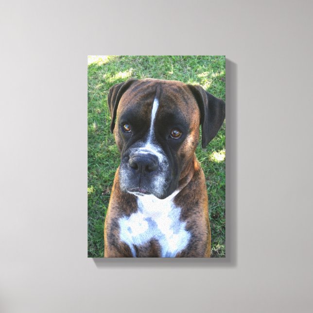 Brindle Boxer Dog Photo Wall Canvas (Front)