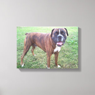 Brindle Boxer Dog Photo Wall Canvas Print