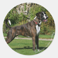 Brindle Boxer Dog Show Stance