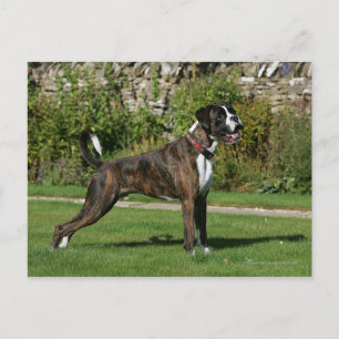 Brindle Boxer Dog Show Stance Postcard