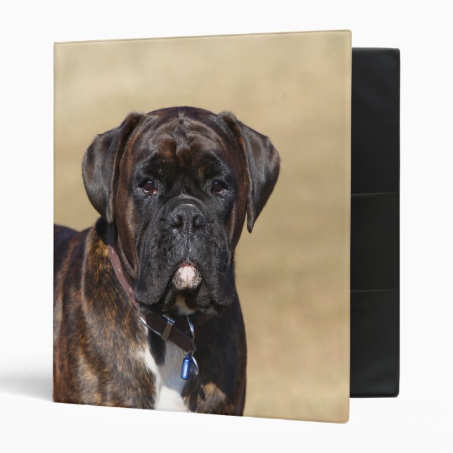 Brindle Boxer Dog Standing Binder (Front/Inside)