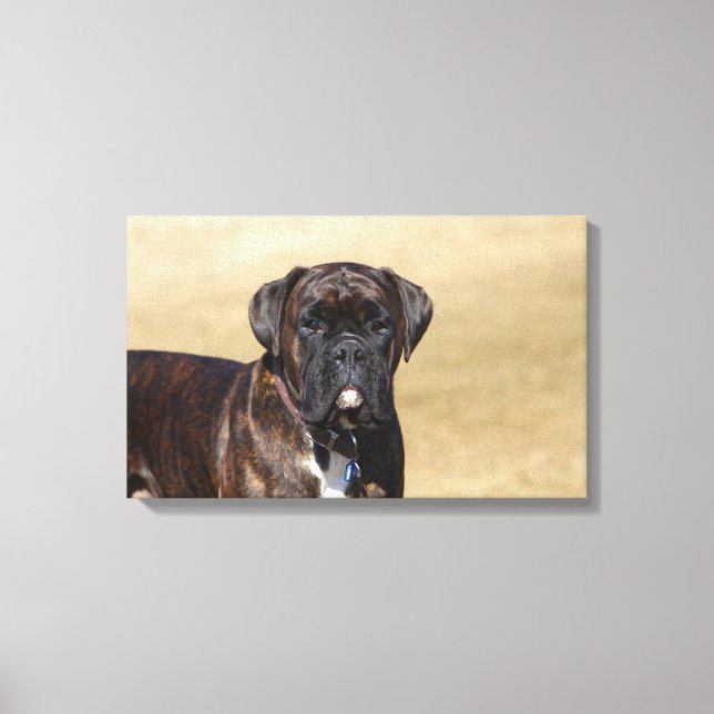 Brindle Boxer Dog Standing Canvas Print (Front)