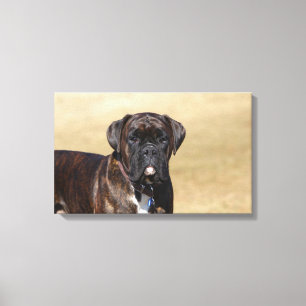 Brindle Boxer Dog Standing Canvas Print