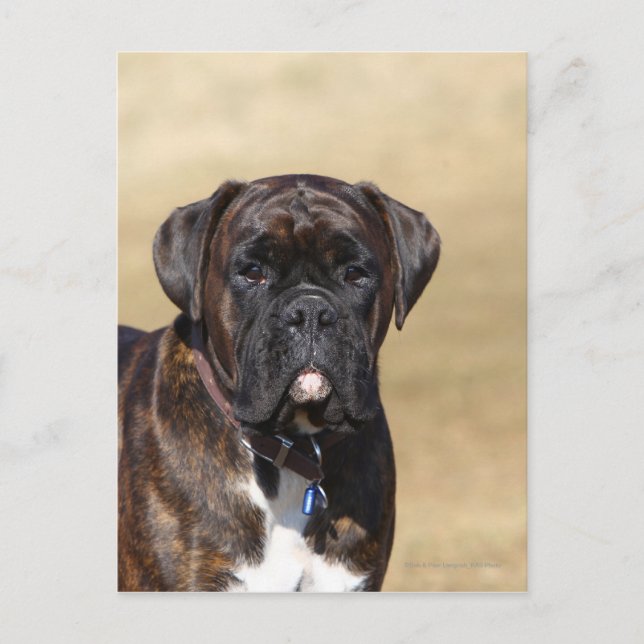 Brindle Boxer Dog Standing Postcard (Front)