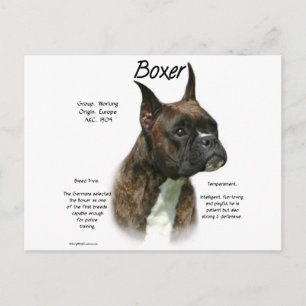 Brindle Boxer History Postcard