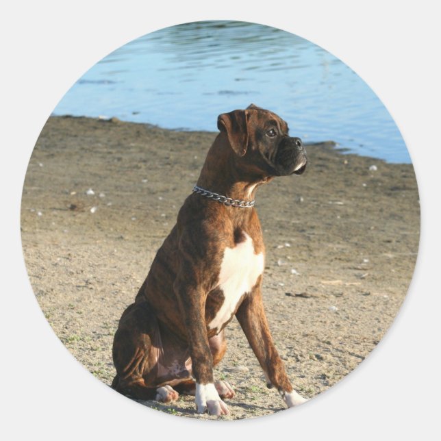 Brindle Boxer Puppy stickers (Front)