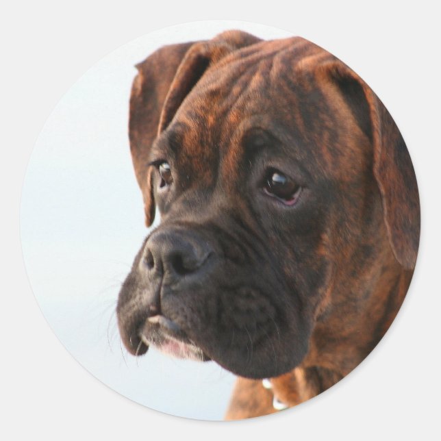 Brindle boxer puppy stickers (Front)