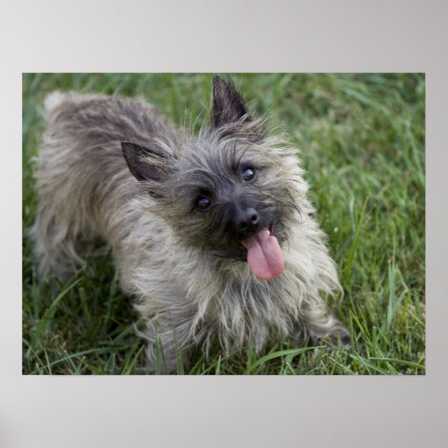 Brindle Cairn Terrier Poster (Front)