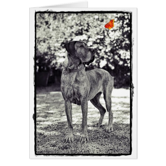 Brindle Dane Helia (Front)