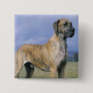 Brindle Great Dane button
