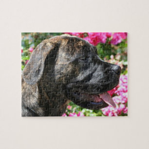 Brindle Mastiff Dog Jigsaw Puzzle