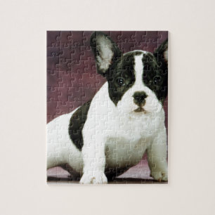 Brindle_pied_french bulldog puppy jigsaw puzzle