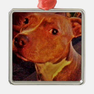 BRINDLE PIT BULL ornament