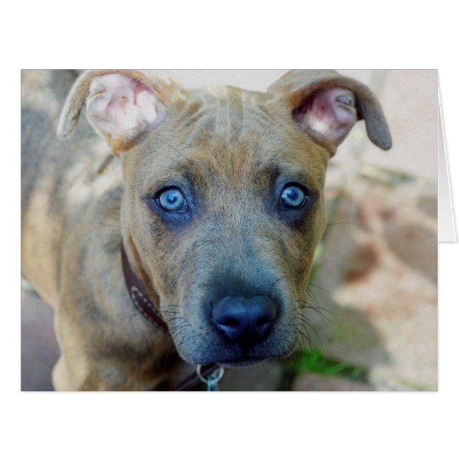 Brindle Pit Bull Puppy by Shirley Taylor (Front Horizontal)